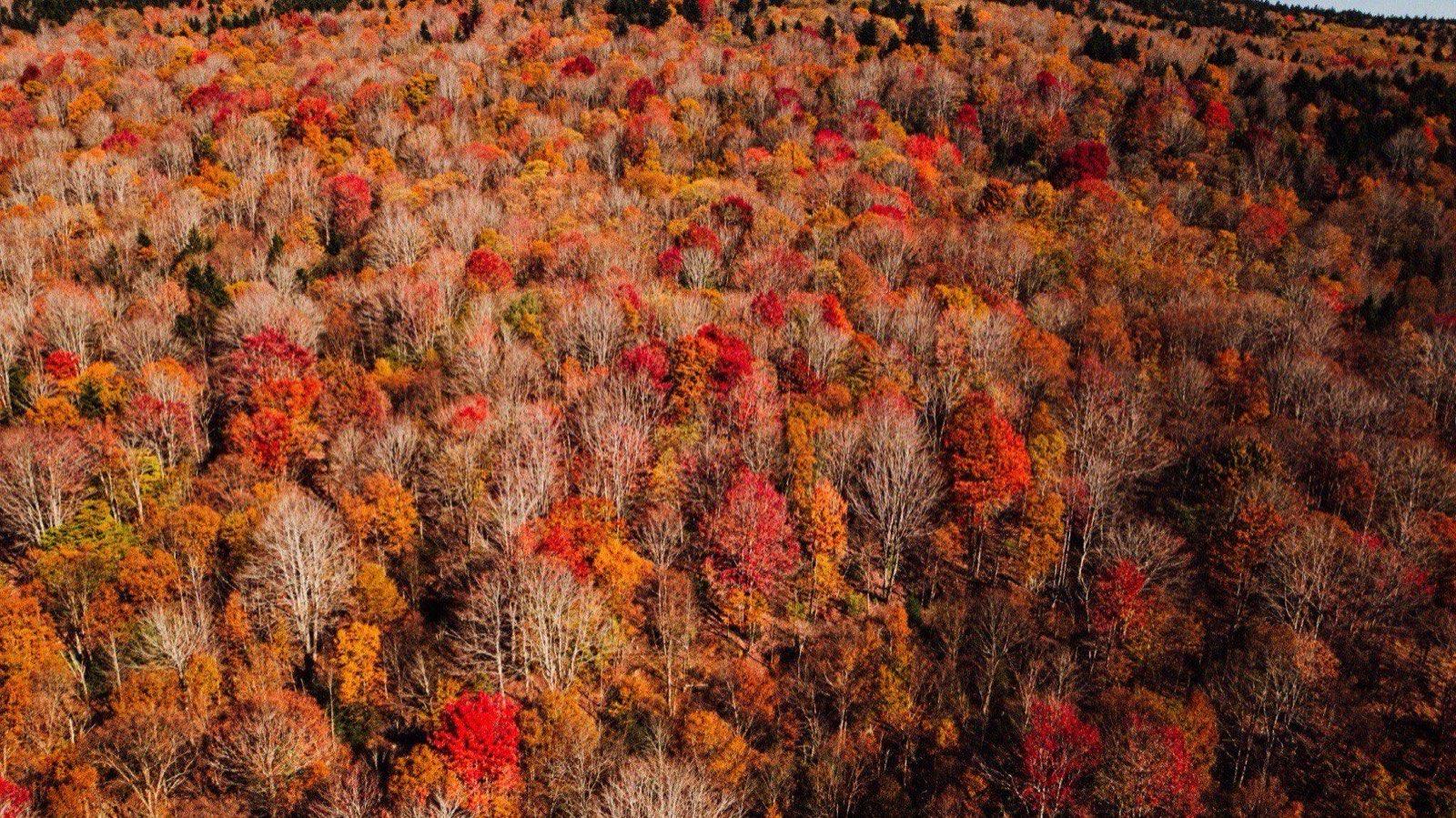 Aerial view of Snowshoe Mountain and the surrounding homes in fall color
